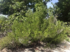 Dodonaea viscosa elaeagnoides