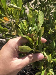 Dodonaea viscosa elaeagnoides