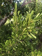 Dodonaea viscosa elaeagnoides