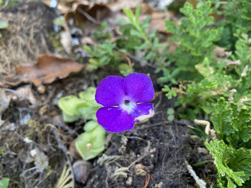 Pinguicula cyclosecta, Calle Álvaro Obregón, San Carlos, TAMPS, MX