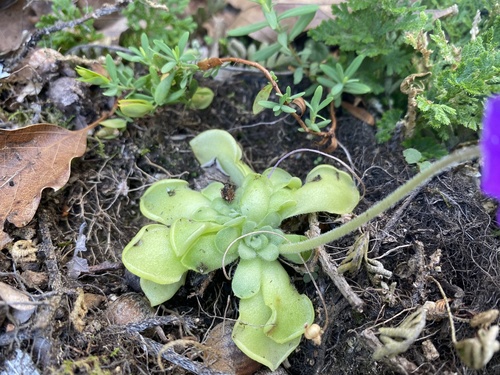 Pinguicula cyclosecta