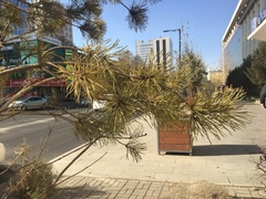 Pinus sylvestris