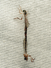 Leptogastrinae