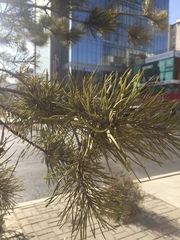 Pinus sylvestris