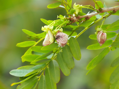 Ormocarpum cochinchinense