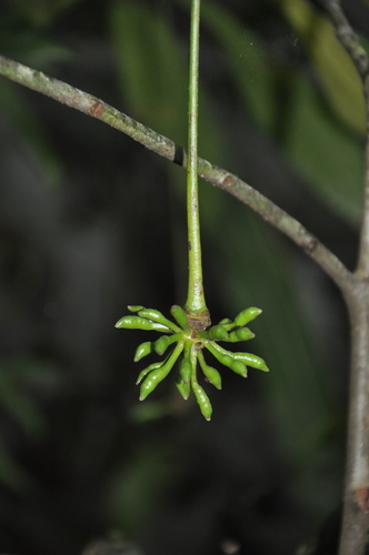 Cymbopetalum lanugipetalum