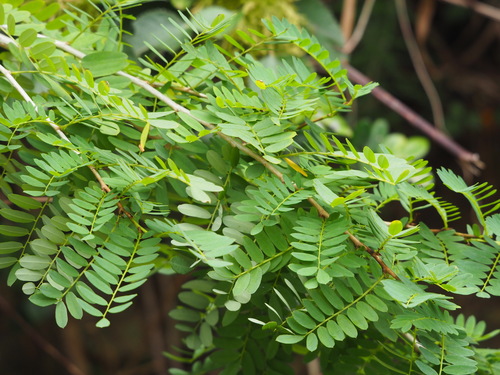 Image of Ormocarpum cochinchinense by no rights reserved