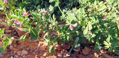 Lotus cruentus