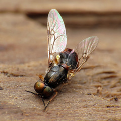 Euparyphus