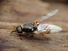 Euparyphus
