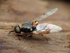 Euparyphus