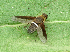 Exoprosopa rostrifera