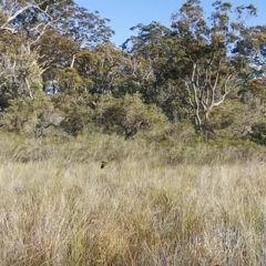 Pezoporus wallicus wallicus