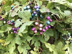 Ampelopsis glandulosa