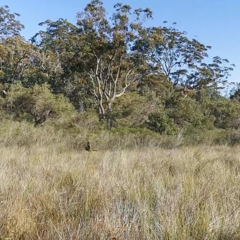 Pezoporus wallicus wallicus