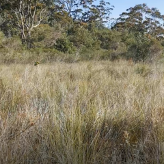 Pezoporus wallicus wallicus