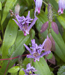 Tricyrtis hirta