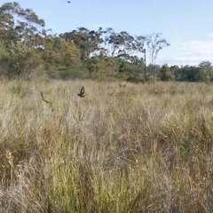 Pezoporus wallicus wallicus