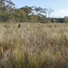 Pezoporus wallicus wallicus