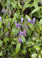 Tricyrtis hirta