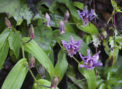 Tricyrtis hirta