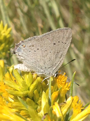 Satyrium sylvinus