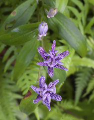 Tricyrtis hirta
