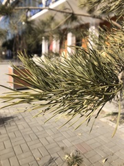 Pinus sylvestris