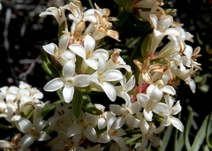 Pimelea suteri
