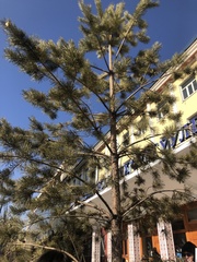 Pinus sylvestris