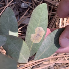 Cameraria sempervirensella