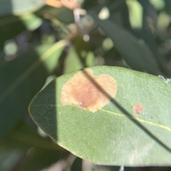 Cameraria sempervirensella