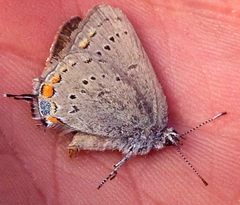 Satyrium californica