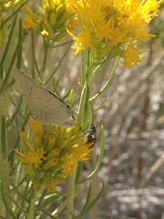 Satyrium sylvinus