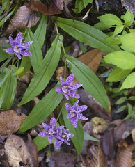 Tricyrtis hirta