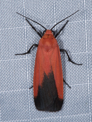Ptychoglene coccinea