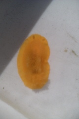 Dendrodoris citrina
