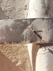 Bactrodes spinulosus