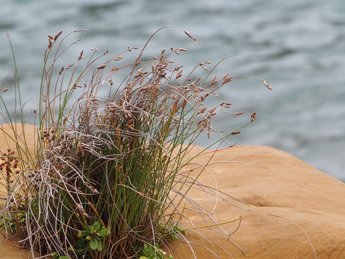 Image of Fimbristylis sieboldii by no rights reserved