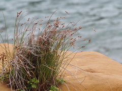 Fimbristylis sieboldii