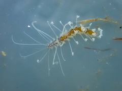 Amblyosyllis nigrolineata