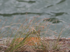 Fimbristylis sieboldii