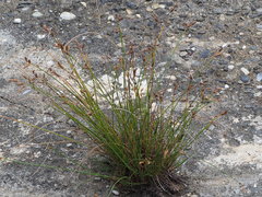 Fimbristylis sieboldii