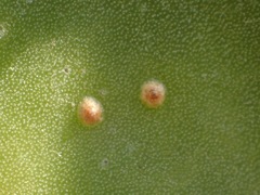 Diaspis echinocacti