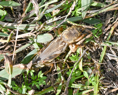 Neoscapteriscus vicinus