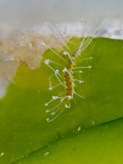 Amblyosyllis nigrolineata