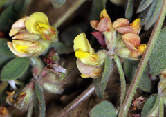 Acmispon argophyllus argophyllus