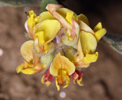 Acmispon argophyllus argophyllus