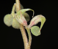 Acmispon argophyllus argophyllus