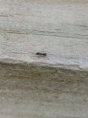 Formicidae